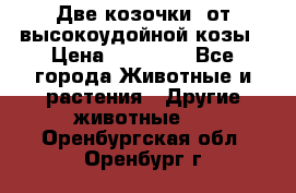 Две козочки  от высокоудойной козы › Цена ­ 20 000 - Все города Животные и растения » Другие животные   . Оренбургская обл.,Оренбург г.